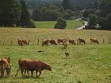 Bovins limousins près de Rempnat