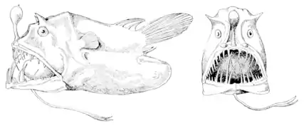 Un exemple de Lophiiformes abyssal utilisant un leurre bioluminescent pour chasser ses proies : Linophryne lucifer.