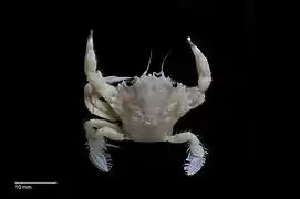 Liocarcinus corrugatus