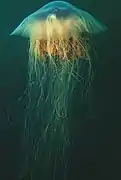 Cyanea capillata