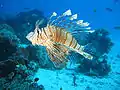 Pterois miles