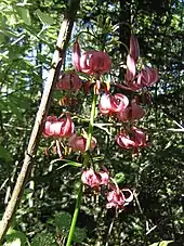 Lis martagon (Lisière des hêtraies en juillet).