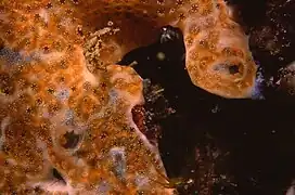 Lissoclinum weigelei