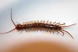 Lithobius forficatus (Lithobiomorpha).