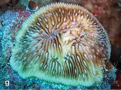 Lithophyllon undulatum