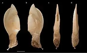 Litoscalpellum walleni