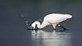 Aigrette garzette dans le সুন্দরবন পূর্ব বন্যপ্রাণ অভয়ারণ্য (bn), Bangladesh. Décembre 2018.