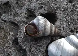 Littoraria mauritiana