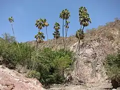 Livistona carinensis à Djibouti en décembre 2010.