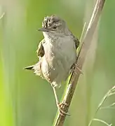 La Locustelle luscinioïde.