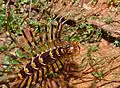 Arthropode myriapode Thereuopoda longicornis