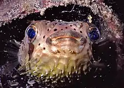 Diodon holocanthus (Sulawesi, Indonésie)