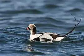 Long-tailed Duck (mâle)  Clangula hyemalis