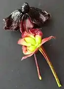 Involucre et fruit