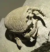 Lophoranina marestiana (Palaeocorystidae)