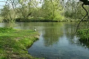 Le Loing à Moret-Loing-et-Orvanne, 100&nbsp;m après la confluence avec le Lunain (à gauche de l'image).