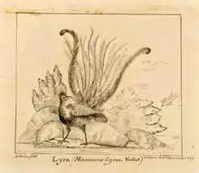 Dessin en noir et blanc à l'encre de chine représentant un paon faisant la roue