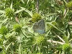 Spécimen de la faune des pelouses sèches du Patouillet-Lunery.