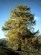 Mélèze en automne.