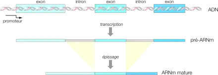 Epissage des introns