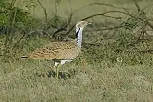 L'outarde de Macqueen, oiseau emblématique.