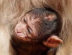 Un petit macaque de Barbarie dans le Vogelpark Steinen&nbsp;(de) en Allemagne.
