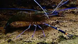 Aquarium du palais de la Porte-Dorée, Paris, France