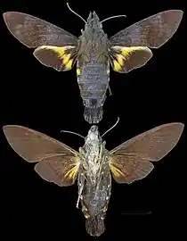 Macroglossum corythus