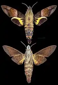 Macroglossum faro