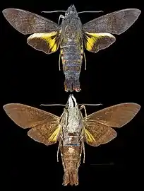 Macroglossum sylvia