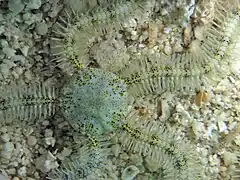 Macrophiothrix longipeda