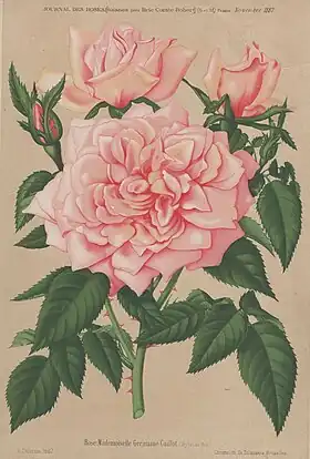 Image illustrative de l’article Mademoiselle Germaine Caillot