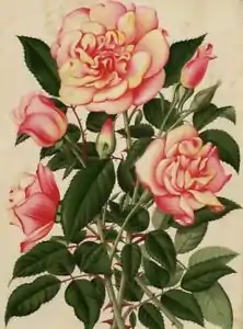 'Mademoiselle Jeanne Guillaumez' (1889)