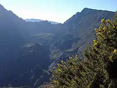Ajonc épineux sur les flancs du Maïdo, à La Réunion.