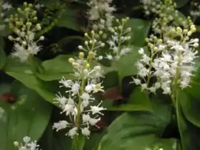 Maianthemum bifolium