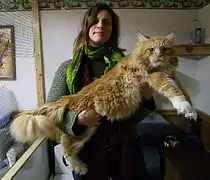 Maine Coon.