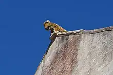 Une statue « naïve » représentant un animal à fourrure, surplombant le sommet d’un mur.