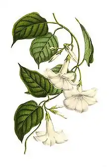 dessin d'une plantre à fleurs blache