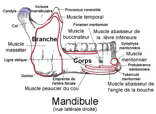 Mandibule vue de droite avec l'insertion du masséter.