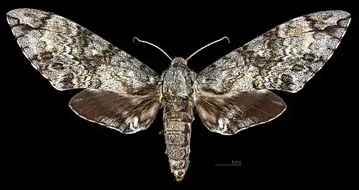 Avers de la femelle (coll.MHNT)