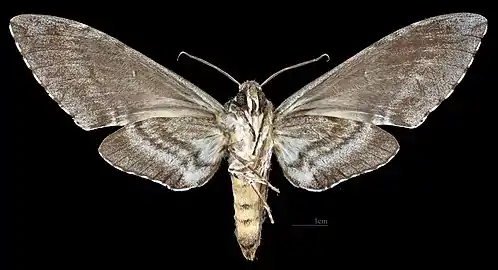 Revers de la femelle (coll.MHNT)