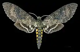 Face dorsale de la femelle (coll.MHNT)