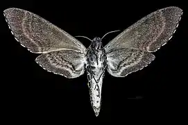 Revers de la femelle (coll.MHNT)