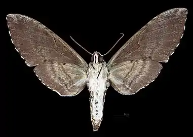 Revers de la femelle(coll.MHNT)