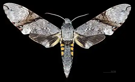 Face dorsale de la femelle  (coll.MHNT)