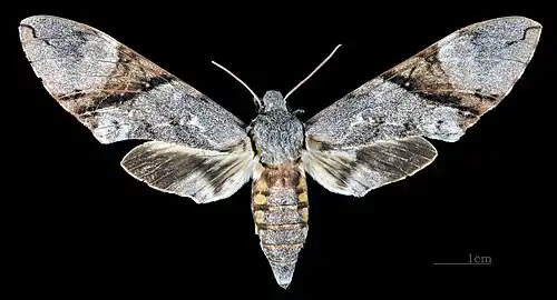 Manduca lefeburii bossardi Face drosale (coll.MHNT)