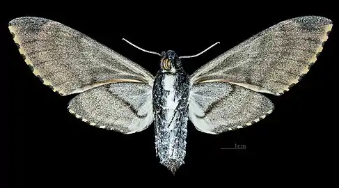 Manduca ochus revers de la femelle