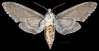 Manduca rustica calapagensis, revers MHNT