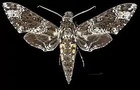 Manduca rustica cubana Face dorsale MHNT