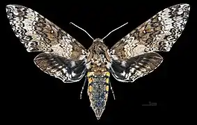 Manduca rustica harterti Face dorsale MHNT